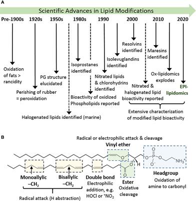 Formation of Oxidatively Modified Lipids as the Basis for a Cellular Epilipidome